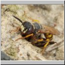 Philanthus triangulum - Bienenwolf 012.jpg